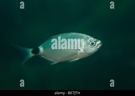 Ringförmige Seabream Diplodus Annularis Piran Adria Slowenien Stockfoto