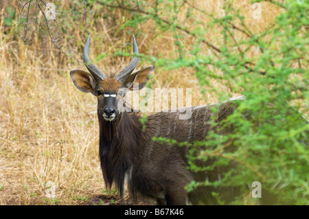 wild wild NYALA Antilope Tragelaphus Angasii männlichen Stier mit Horn Süd-Afrika Südafrika grünen Busch Stockfoto
