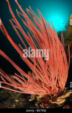 Rote Peitsche Korallen Ellisella Alor kleinen Sunda-Inseln Indopazifik Indonesien Stockfoto