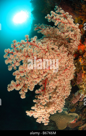 Weichkorallen am Riff Siphonogorgia Godeffroyi Alor kleinen Sunda-Inseln Indo Pacific Indonesien Stockfoto