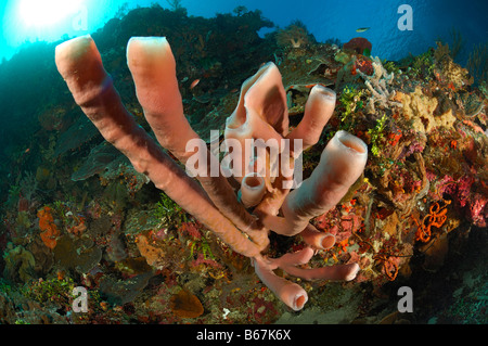 Röhre Schwämme Alor kleinen Sunda-Inseln Indopazifik Indonesien Stockfoto