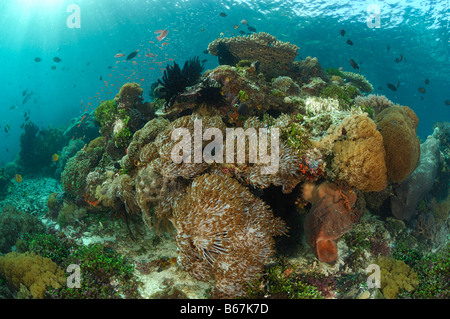 Korallenriff mit Pore Korallen Madreporaria Alor Lesser Sunda-Inseln Indopazifik Indonesien Stockfoto