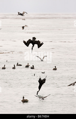 Braune Pelikane Tauchen Pelecanus occidentalis Stockfoto