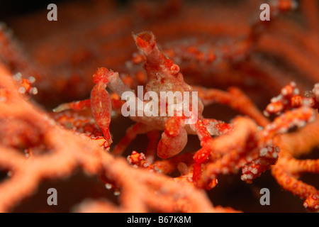 Konische Seespinnen auf Gorgonien Xenocarcinus Conicus Alor kleinen Sunda-Inseln Indo Pacific Indonesien Stockfoto