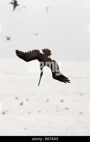 Brown Pelican Tauchen Pelecanus occidentalis Stockfoto