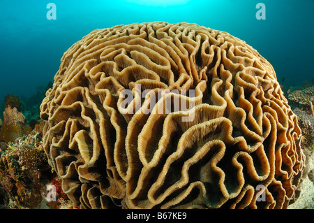 Salat Coral Pectinia Lactuca Alor kleinen Sunda-Inseln Indo Pacific Indonesien Stockfoto