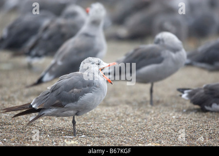 Heermann Möwe Gähnen Larus heermanni Stockfoto