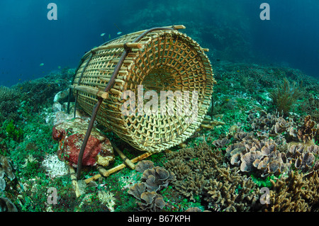 Hummerfalle im Korallenriff Alor Lesser Sunda Inseln Indonesien Indopazifik Stockfoto