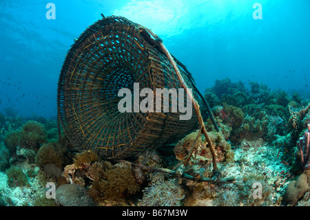 Hummerfalle im Korallenriff Alor Lesser Sunda Inseln Indonesien Indopazifik Stockfoto