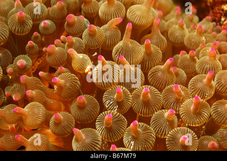 Bubble-Anemone Entacmaea Quadricolor Alor kleinen Sunda-Inseln Indo Pacific Indonesien Stockfoto