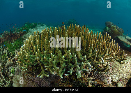 Verzweigte Koralle Acropora Hoeksemai Alor kleinen Sunda-Inseln Indo Pacific Indonesien Stockfoto