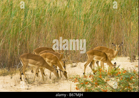 wild wild Impala Antilope AEPYCEROS MELAMPUS Süd-Afrika Südafrika im getrockneten Makutsi Flussbett Abend leichte Fütterung Stockfoto