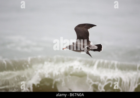 Heermann Möwe nicht Zucht Gefieder & Breaking Wave Larus heermanni Stockfoto