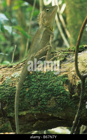 Östlichen Water Dragon im Regenwald, Lamington Nationalpark, Queensland, Australien Stockfoto
