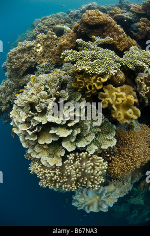 Hart- und Weichkorallen auf flachen Riff Misool Raja Ampat West Papua Indonesien Stockfoto