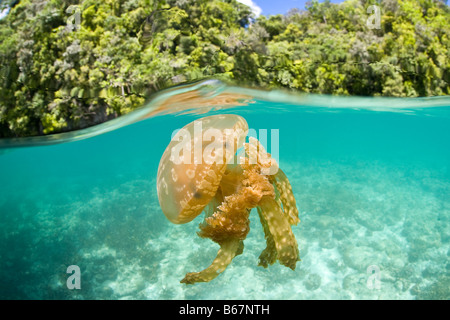 Mastigias Quallen Mastigias Papua Pazifik Palau Mikronesien Stockfoto