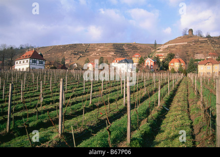 Weinberg Goldener Wagen mit Bismarckturm, Radebeul, Sachsen, Deutschland Stockfoto