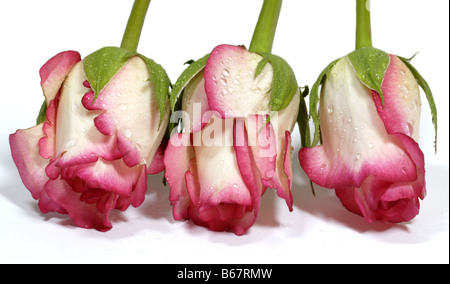 Drei Rosa und Creme Rosen in einer Reihe, auf weiß Stockfoto