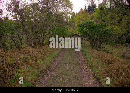 Verlassene und alten Hazel Niederwald Woodland Applecross Wester Ross Ross und Cromarty Highlands Schottland Stockfoto