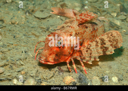 Gestreift Knurrhahn Trigloporus Lastoviza Piran Adria Slowenien Stockfoto