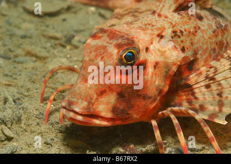 Gestreift Knurrhahn Trigloporus Lastoviza Piran Adria Slowenien Stockfoto