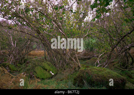 Verlassene und alten Hazel Niederwald Woodland Applecross Wester Ross Ross und Cromarty Highlands Schottland Stockfoto