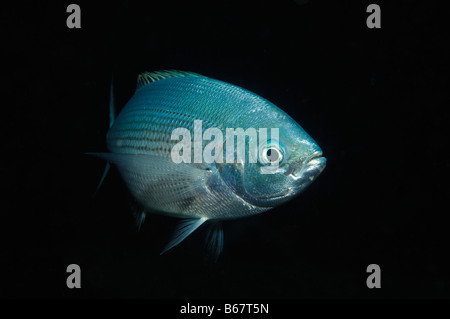 Ringförmige Seabream Diplodus Annularis Kas Mittelmeer Türkei Stockfoto