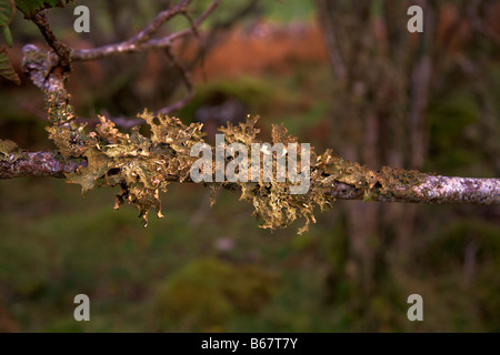 Flechten wächst auf verlassenen und alten Hazel Coppice Woodland von Applecross, Wester Ross Ross Ross und Cromarty Highlands Schottland Stockfoto