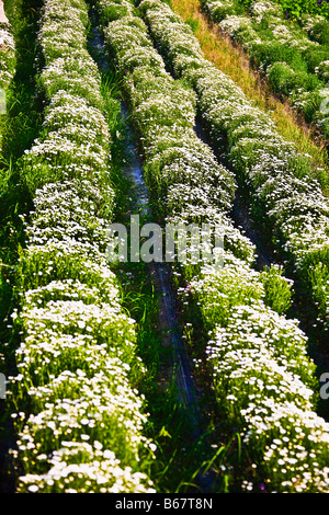 Erhöhte Ansicht der Blume zuschneiden, Xidi, Provinz Anhui, China Stockfoto