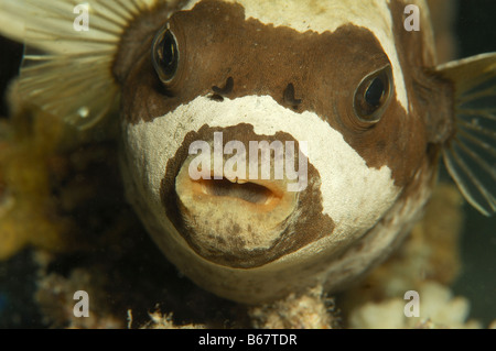 Maskierte Kugelfisch Arothron Diadematus Marsa Alam Rotes Meer Ägypten Stockfoto