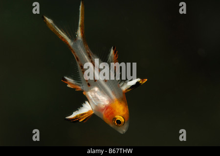 Juvenile Lyretail Lippfische Bodianus Anthioides Marsa Alam Rotes Meer Ägypten Stockfoto