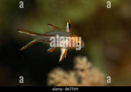 Juvenile Lyretail Lippfische Bodianus Anthioides Marsa Alam Rotes Meer Ägypten Stockfoto