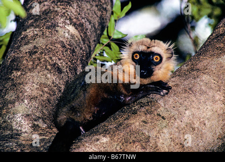 SCHWARZE weibliche LEMUR Eulemur Macaco Macaco Madagaskar Black Eulemur Lemur Lemuridae Lemuren MHTR Mammalia Primaten Saeugetiere Spec Stockfoto