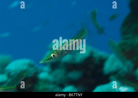 Gelbschwanz-Barrakudas größten Flavicauda Marsa Alam Rotes Meer Ägypten Stockfoto