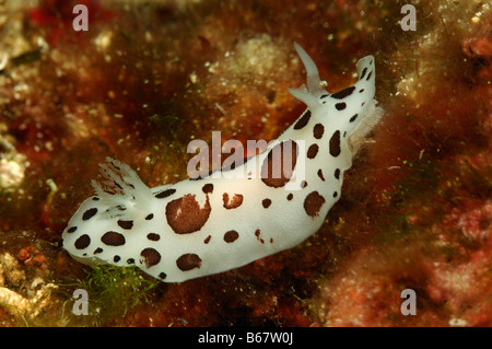 Leopard Nacktschnecken Peltodoris Atromaculata Vis Insel Mittelmeer Kroatien Stockfoto