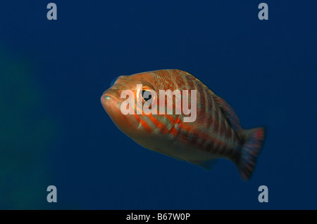 Comber Serranus Cabrilla Vis Insel Mittelmeer Kroatien Stockfoto