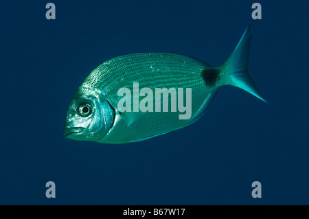 Ringförmige Seabream Diplodus Annularis Vis Insel Mittelmeer Kroatien Stockfoto