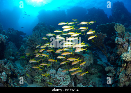 Yellowfin Goatfishes Mulloidichthys guentheri Fury Shoals Marsa Alam Rotes Meer Ägypten Stockfoto