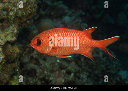 Blotcheye Soldatenfische Myripristis Murdjan Marsa Alam Rotes Meer Ägypten Stockfoto