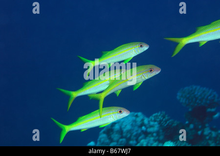 Yellowfin Goatfishes Mulloidichthys guentheri Marsa Alam Rotes Meer Ägypten Stockfoto