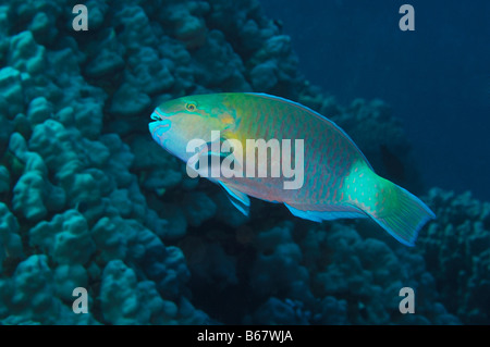 Bullethead Papageienfisch Scarus Sordidus Marsa Alam Rotes Meer Ägypten Stockfoto