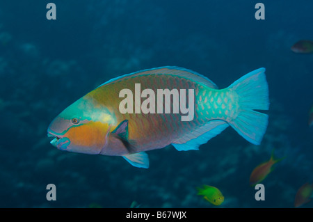 Bullethead Papageienfisch Scarus Sordidus Marsa Alam Rotes Meer Ägypten Stockfoto