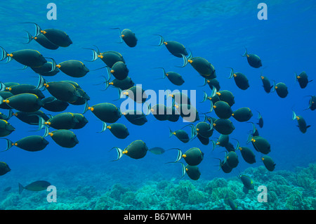 Orangespine Unicornfishes Naso Lituratus Elphinstone Reef-Rotes Meer-Ägypten Stockfoto
