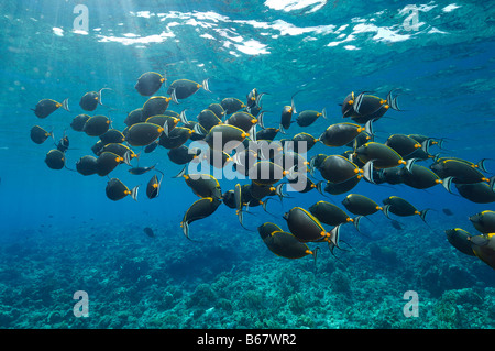 Orangespine Unicornfishes Naso Lituratus Elphinstone Reef-Rotes Meer-Ägypten Stockfoto