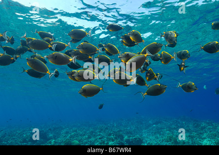 Orangespine Unicornfishes Naso Lituratus Elphinstone Reef-Rotes Meer-Ägypten Stockfoto