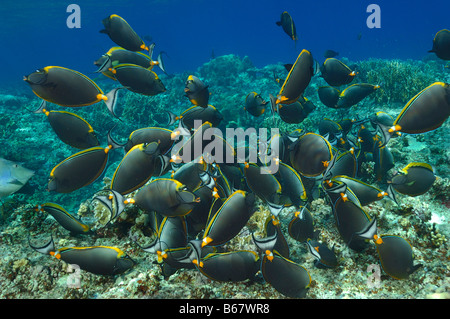 Orangespine Unicornfishes Naso Lituratus Elphinstone Reef-Rotes Meer-Ägypten Stockfoto