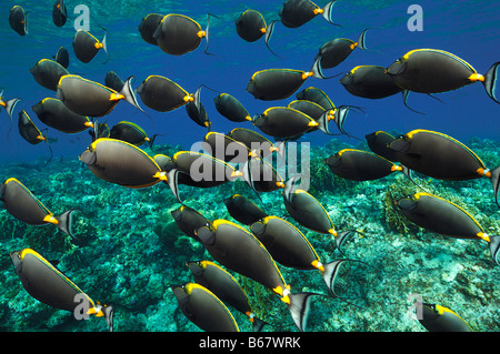 Orangespine Unicornfishes Naso Lituratus Elphinstone Reef-Rotes Meer-Ägypten Stockfoto