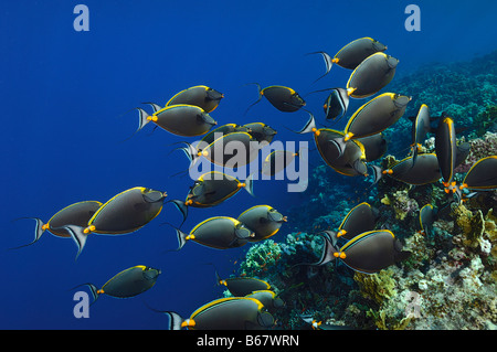 Orangespine Unicornfishes Naso Lituratus Elphinstone Reef-Rotes Meer-Ägypten Stockfoto