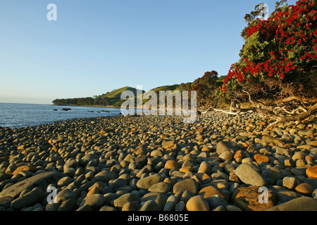 Rote Blüte Pohutukawa Baum am steinigen Strand, Pohutukawa Coast, Coromandel Peninsula, Nordinsel, Neuseeland Stockfoto