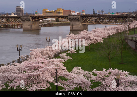Kirschblüten und Burnside Bridge, Portland, Oregon, USA Stockfoto